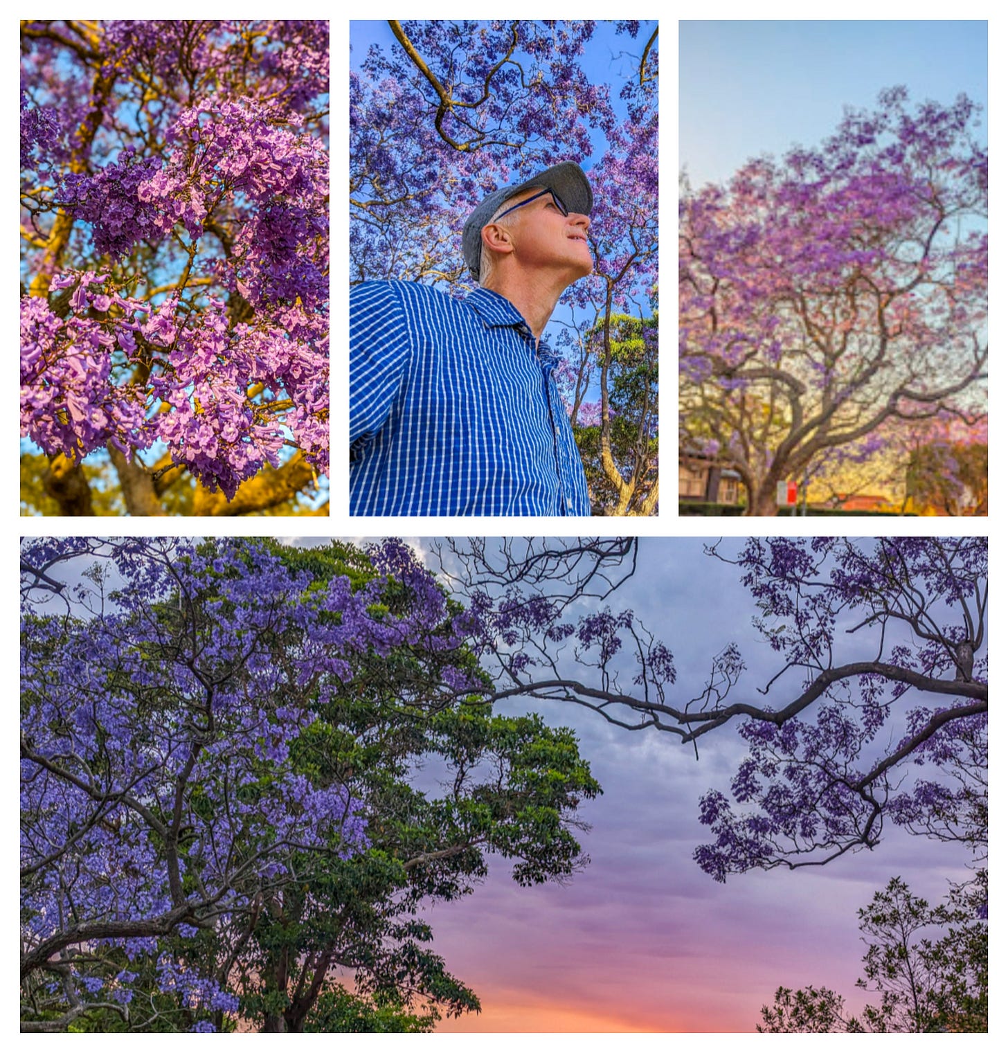 Four photos showing beautiful jacaranda trees filled with purple blossoms. 