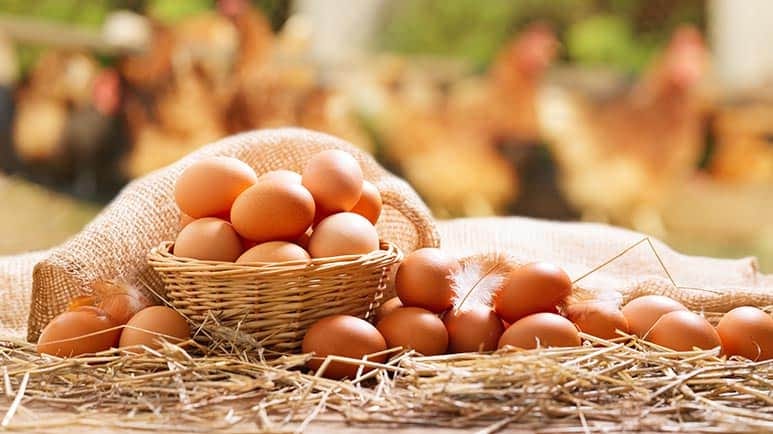 eggs choline source