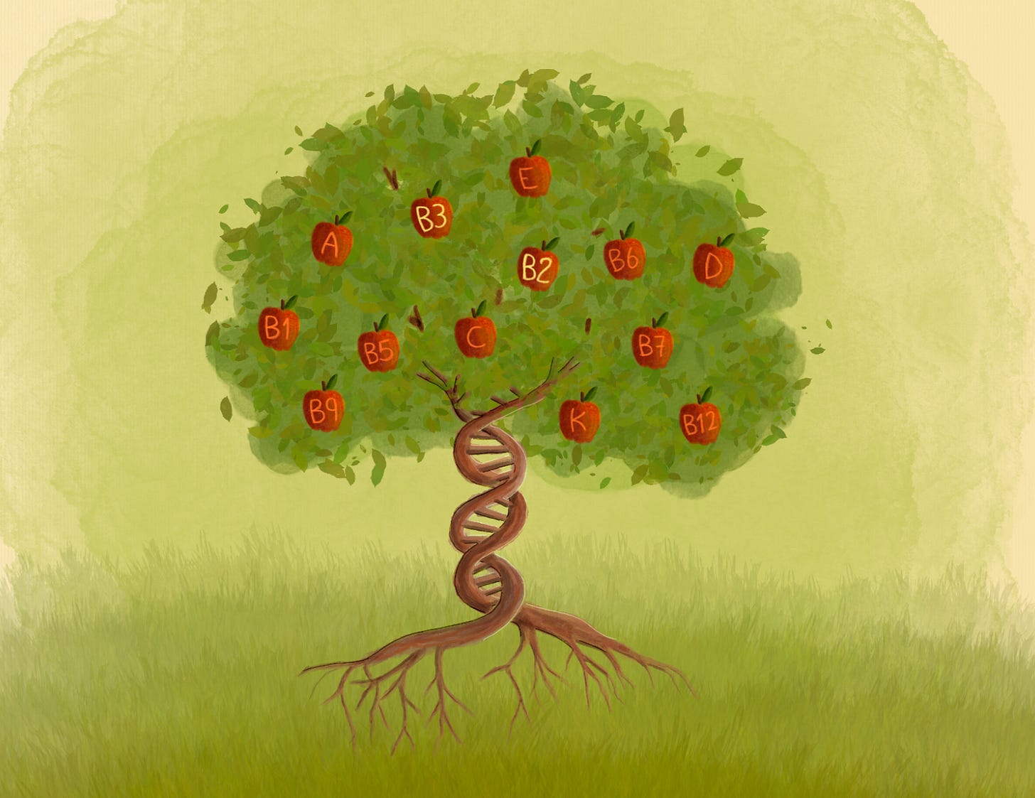 Illustration of a tree with DNA trunk bearing fruits labeled with vitamins Illustration of a tree with DNA trunk bearing fruits labeled with vitamins
