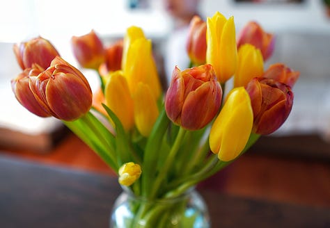 Red and Yellow Tulips