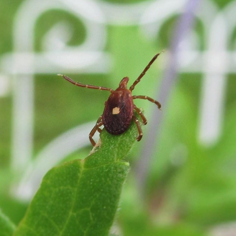 Lone star tick Lone star tick