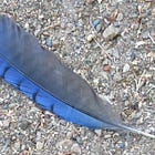 Green Wednesday: Celebrating Fall Gardening and the Steller’s Jay