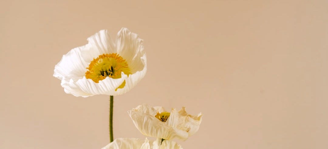 white flower with green stem
