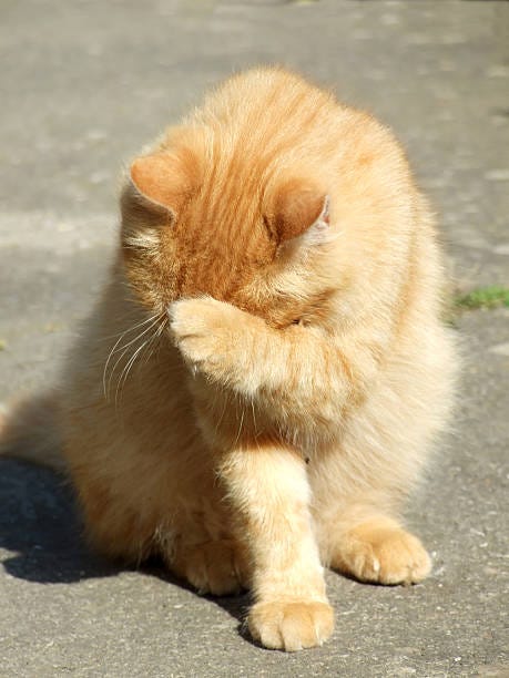 640+ Embarrassed Cat Stock Photos, Pictures & Royalty-Free Images - iStock  | Hurt cat