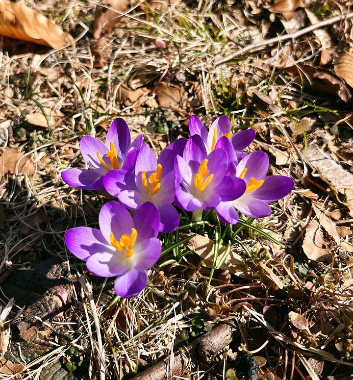 A cluster of purple woodland crocuses and a close up of its petals