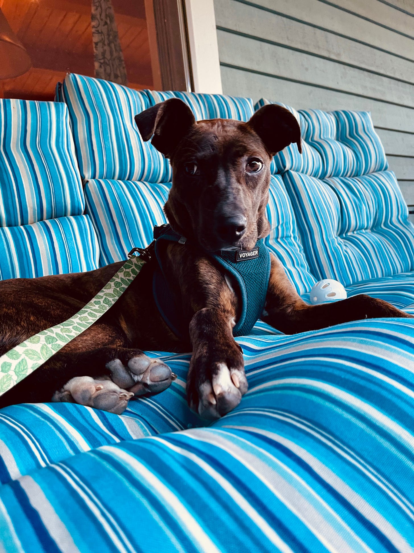 Puppy on an outside couch