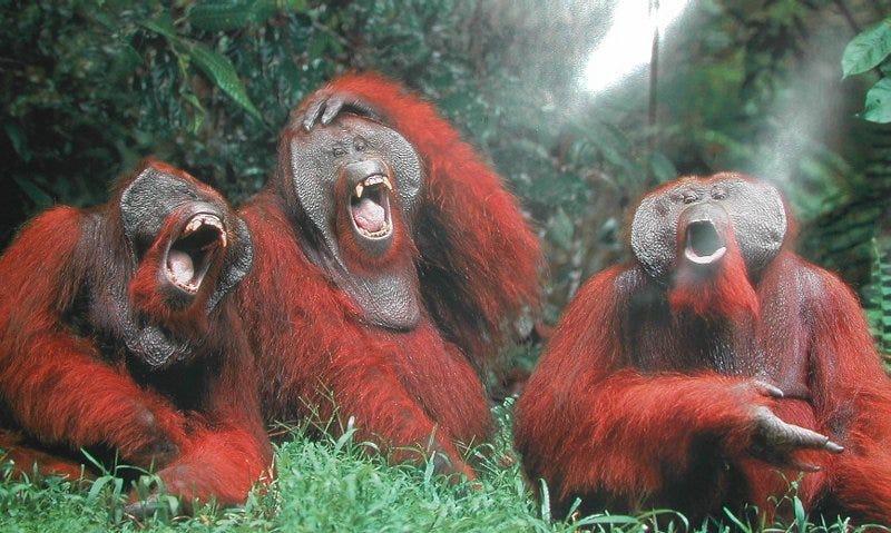 You Can TRY NOT TO But YOU WILL LAUGH The BEST MONKEY, 41% OFF