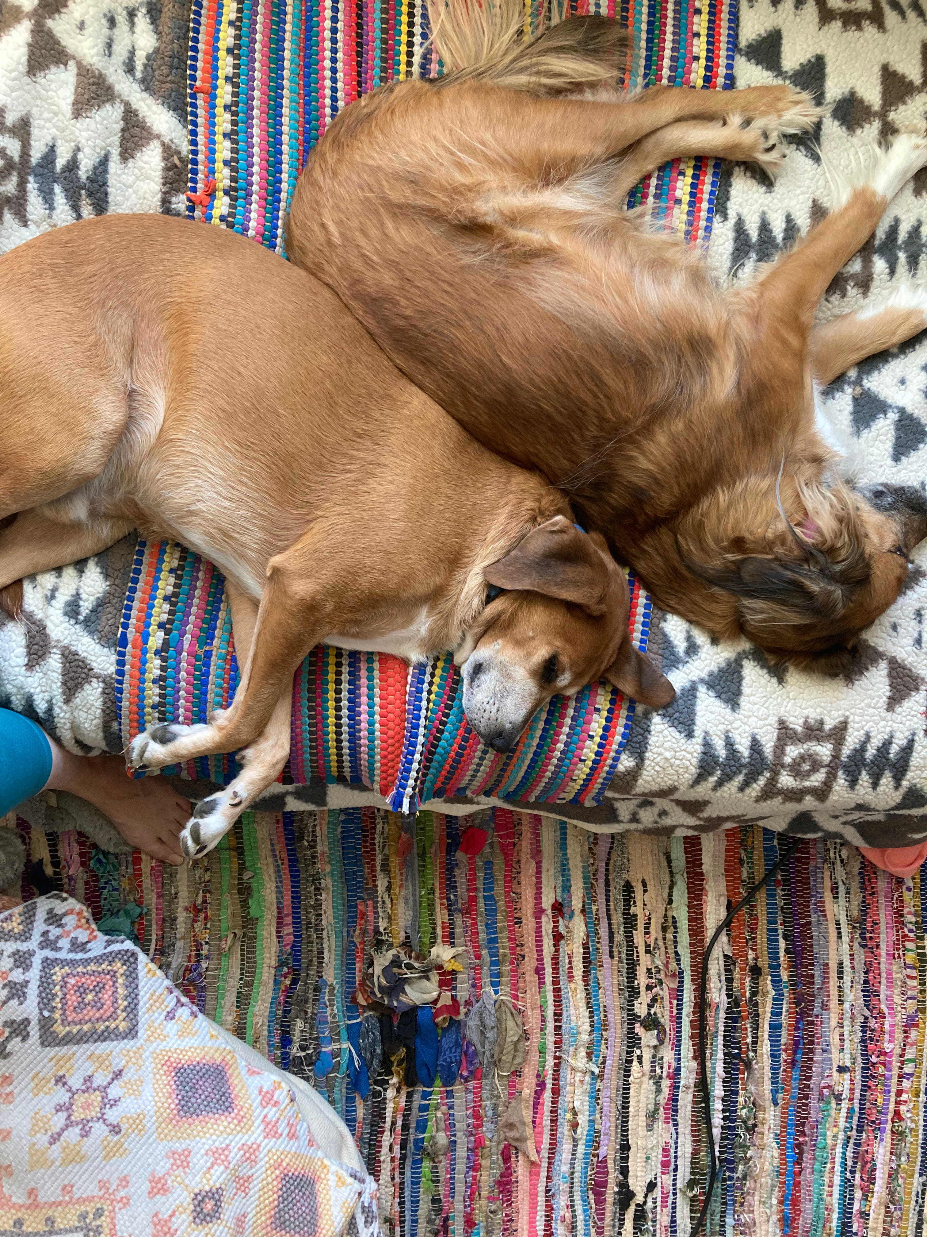 Two Dogs