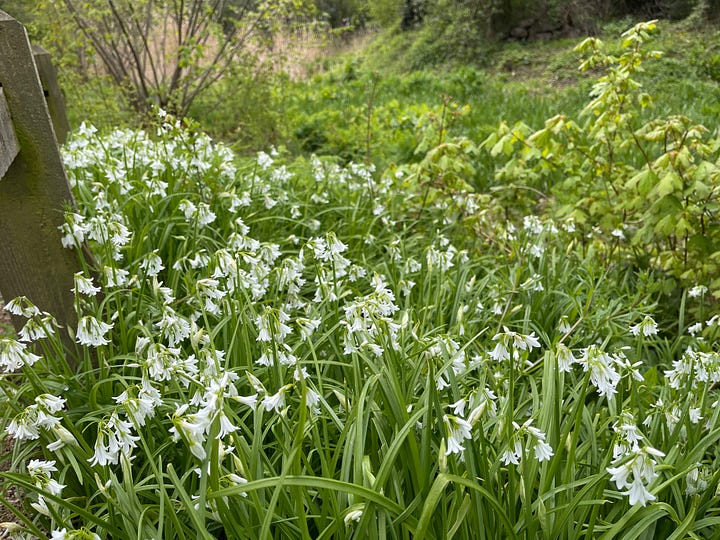 A map of the park on a grey and red sign; a meandering path lined with ivy covered trees and a short knee-high fence made of thin branches, woven; a pond with the blue sky and clouds reflected in it surrounded by green and brown reeds and some bare deciduous trees; a close up of small white lillies with green stems