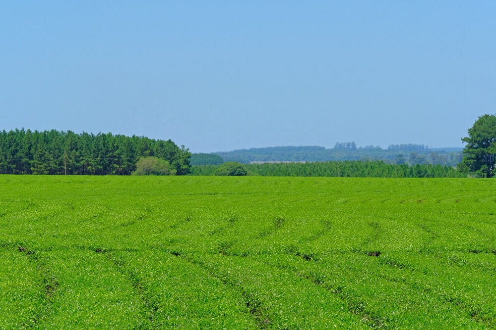Yerba Maté Farm in Paraguay