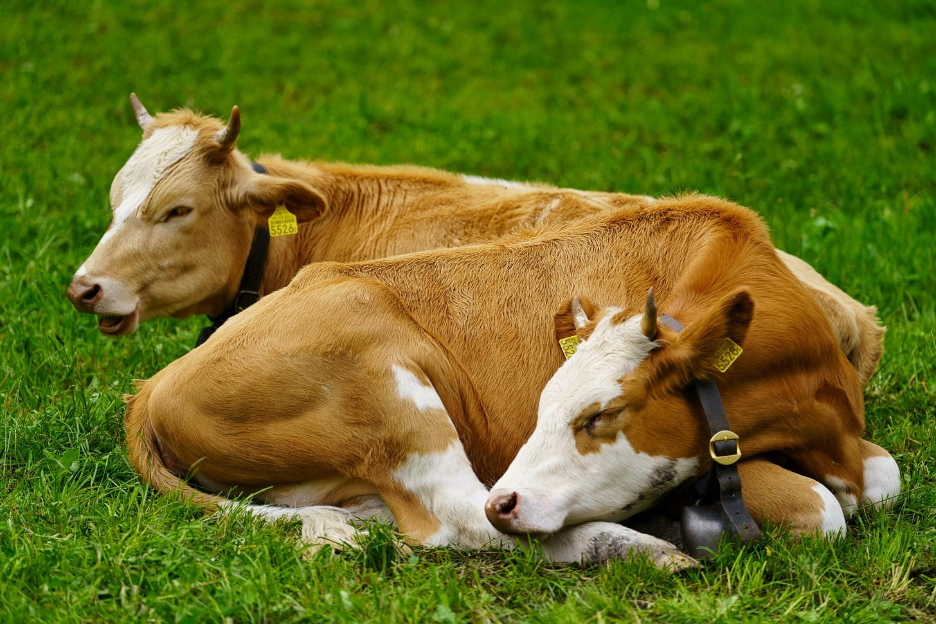 The image shows two light brown cows, one lying down and the other sitting up, both wearing ear tags, relaxing peacefully on a patch of green grass.

AI-generated content may be incorrect.