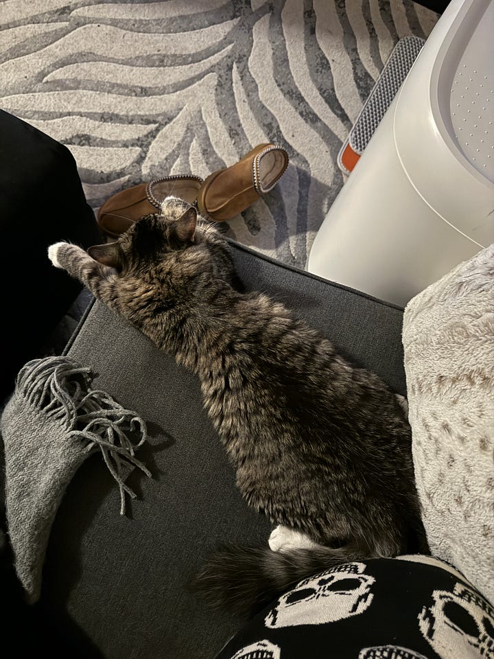Kitten lays on couch splayed out, kitten sleeping with head near butt of other kitten