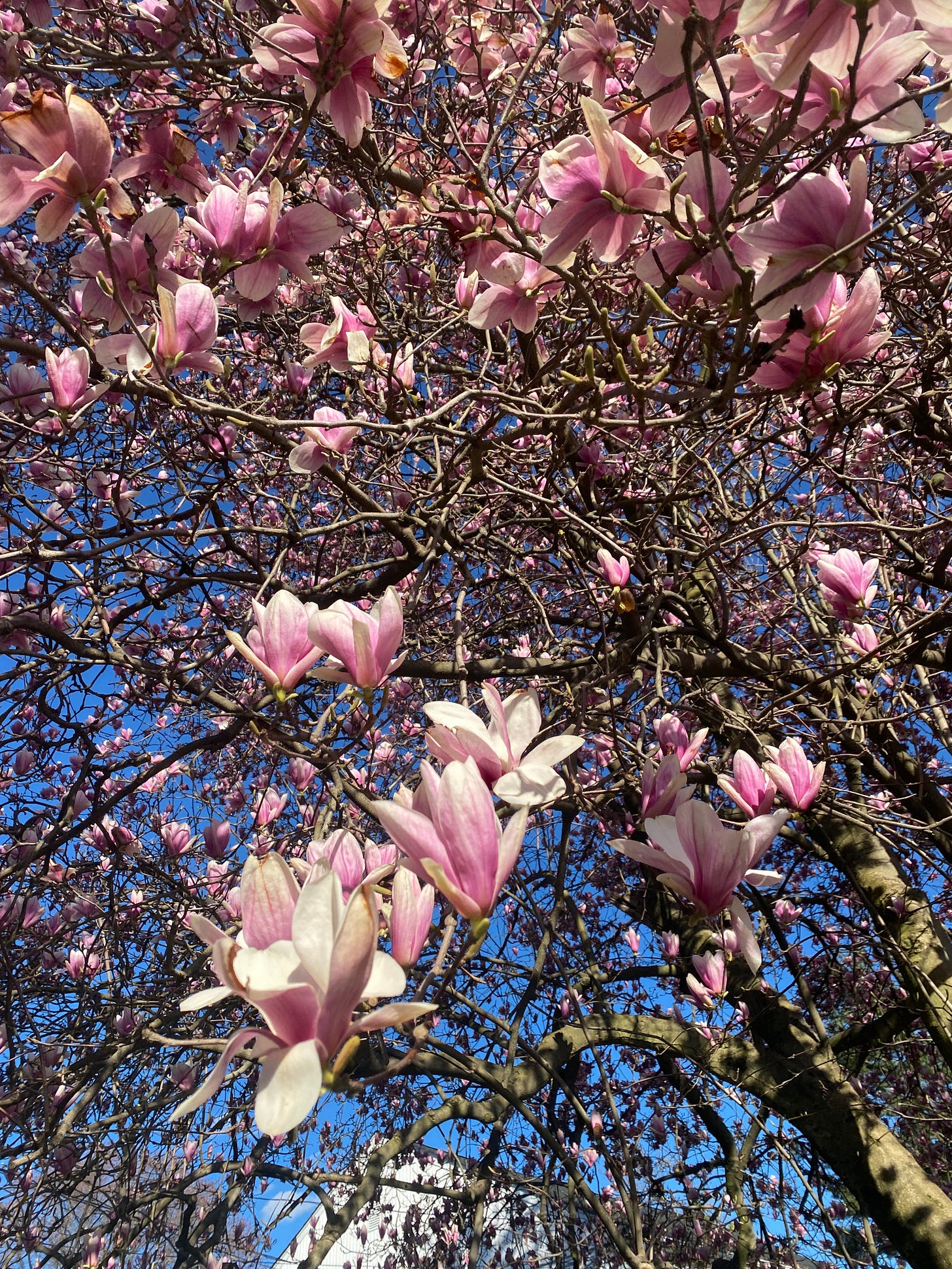 pink flowers on a tree