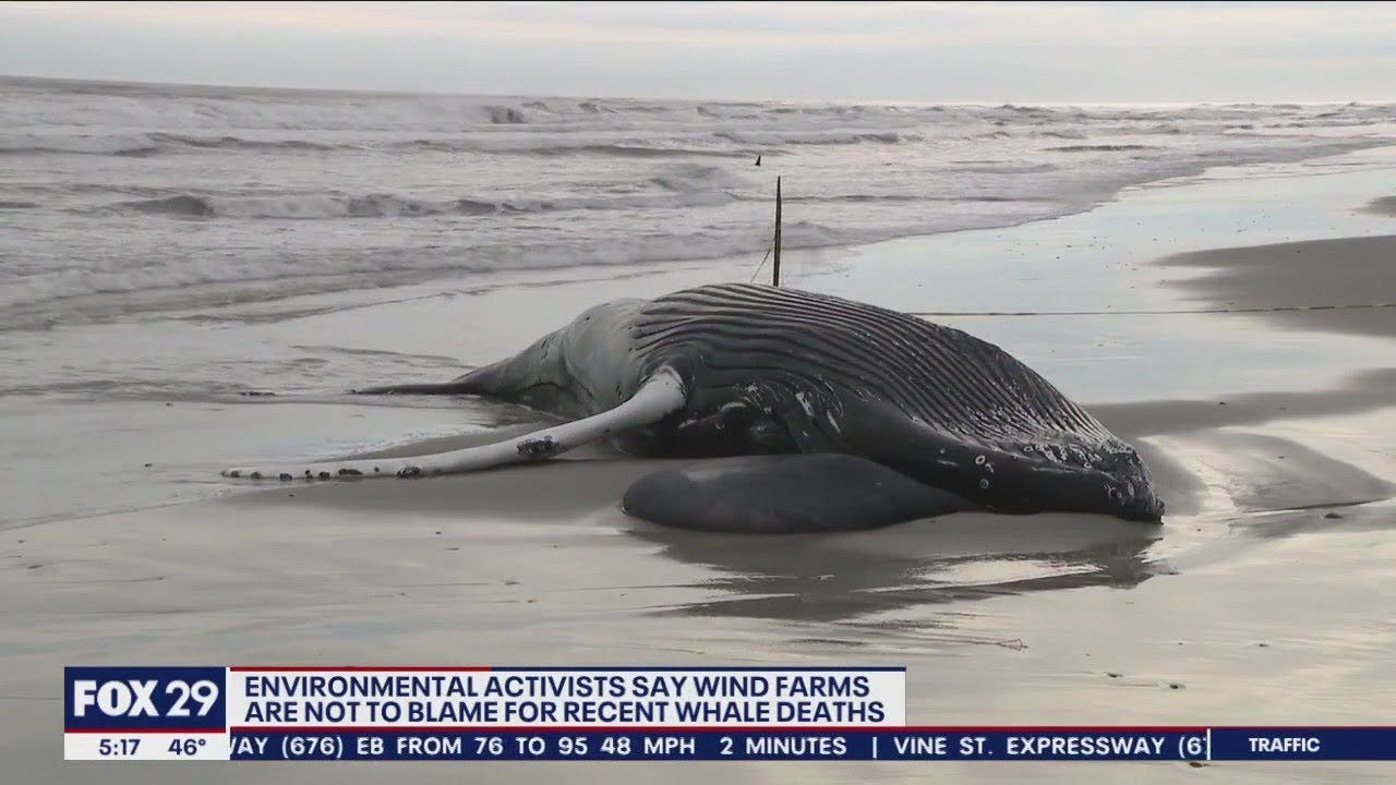 'No evidence' offshore wind killing whales in New Jersey and New York,  groups say