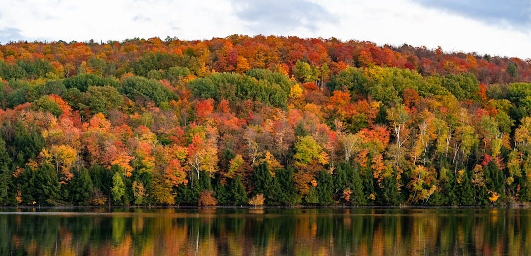 green and brown trees beside body of water during daytime