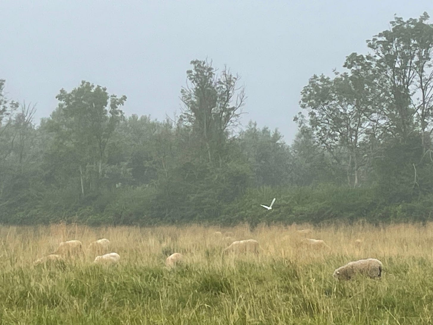 Incredibly poor picture of a field of sheep grazing in green grass, with a white bird-shaped blob in air with a background of scrubby green trees and grey sky Incredibly poor picture of a field of sheep grazing in green grass, with a white bird-shaped blob in air with a background of scrubby green trees and grey sky