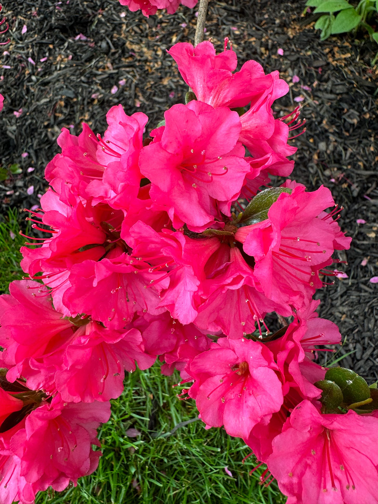 pink flowers blooming with dew drops on them representing the springtime.
