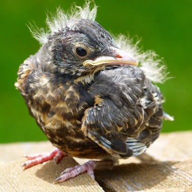 What to do if you find a young bird in NYC | NYC Audubon