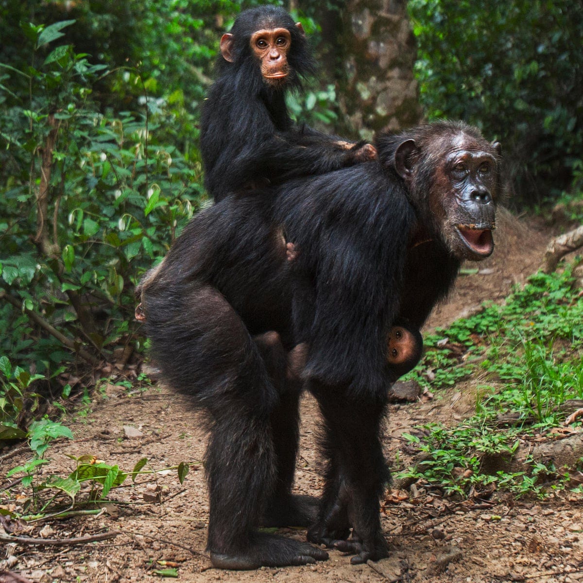 Wild female chimps live long post-menopause life, study suggests | Mammals | The Guardian Wild female chimps live long post-menopause life, study suggests | Mammals | The Guardian