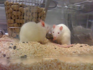 Are Pinky and Brain getting enough choline? Are Pinky and Brain getting enough choline?
