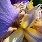 Guilt has no place in the garden. 