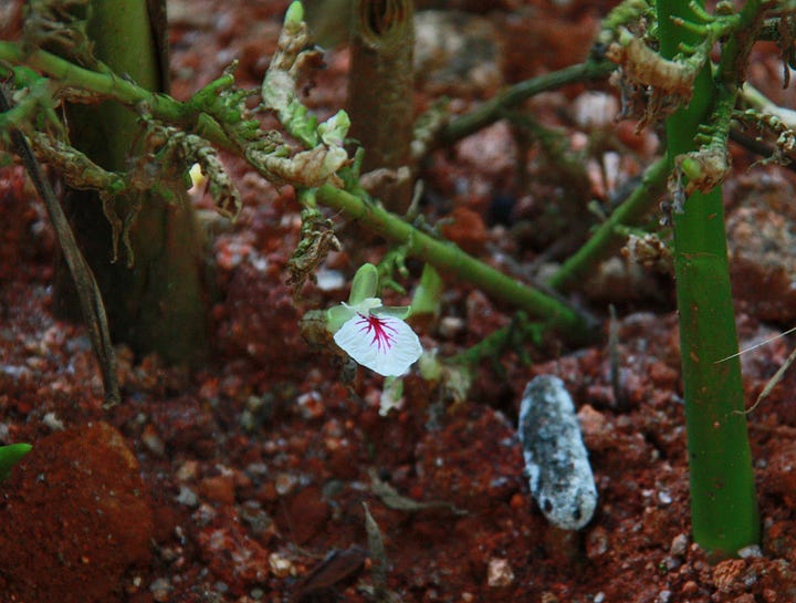 An orchid-like flower, white with a pink blotch in the centre on left, green, oval pods on a branched stem on right.