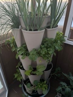 Herbs and tomato plants growing in pots.