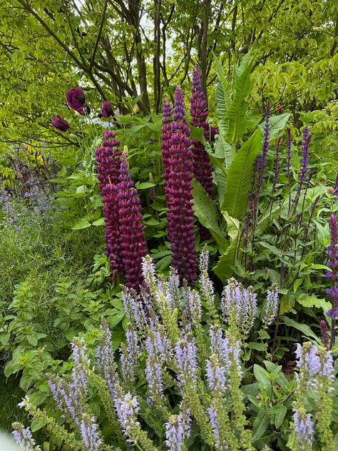 plants with purple flowers, leaves, and or stems