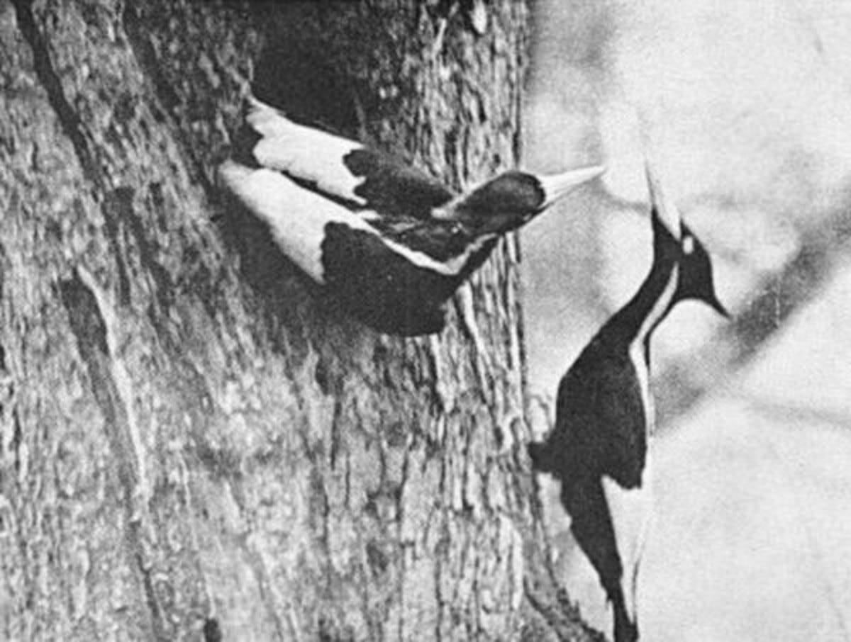 Ivory-billed woodpecker pair taken by the Cornell team in 1935.