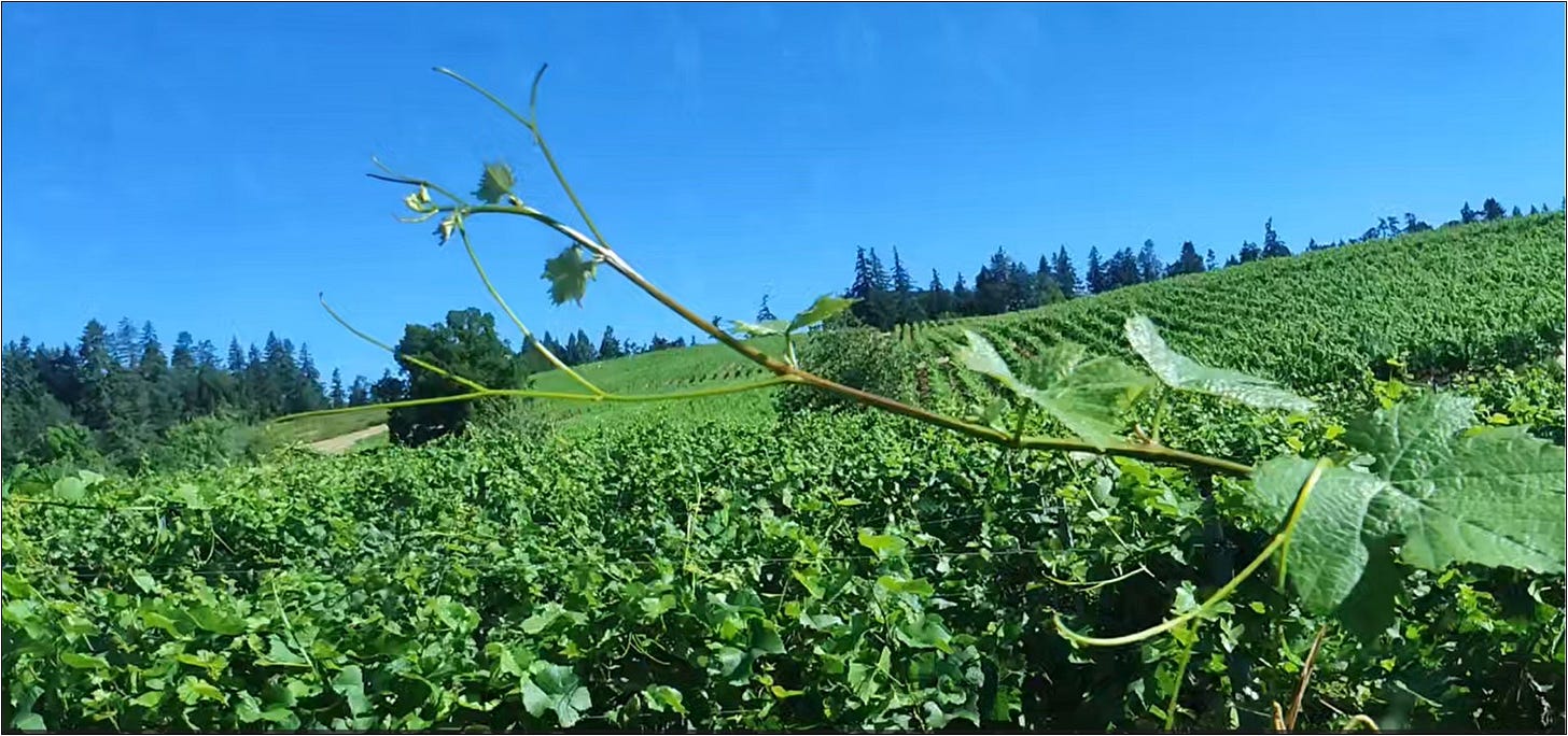 Tractor Vision® Pinot Noir shoot tips before being hedged.