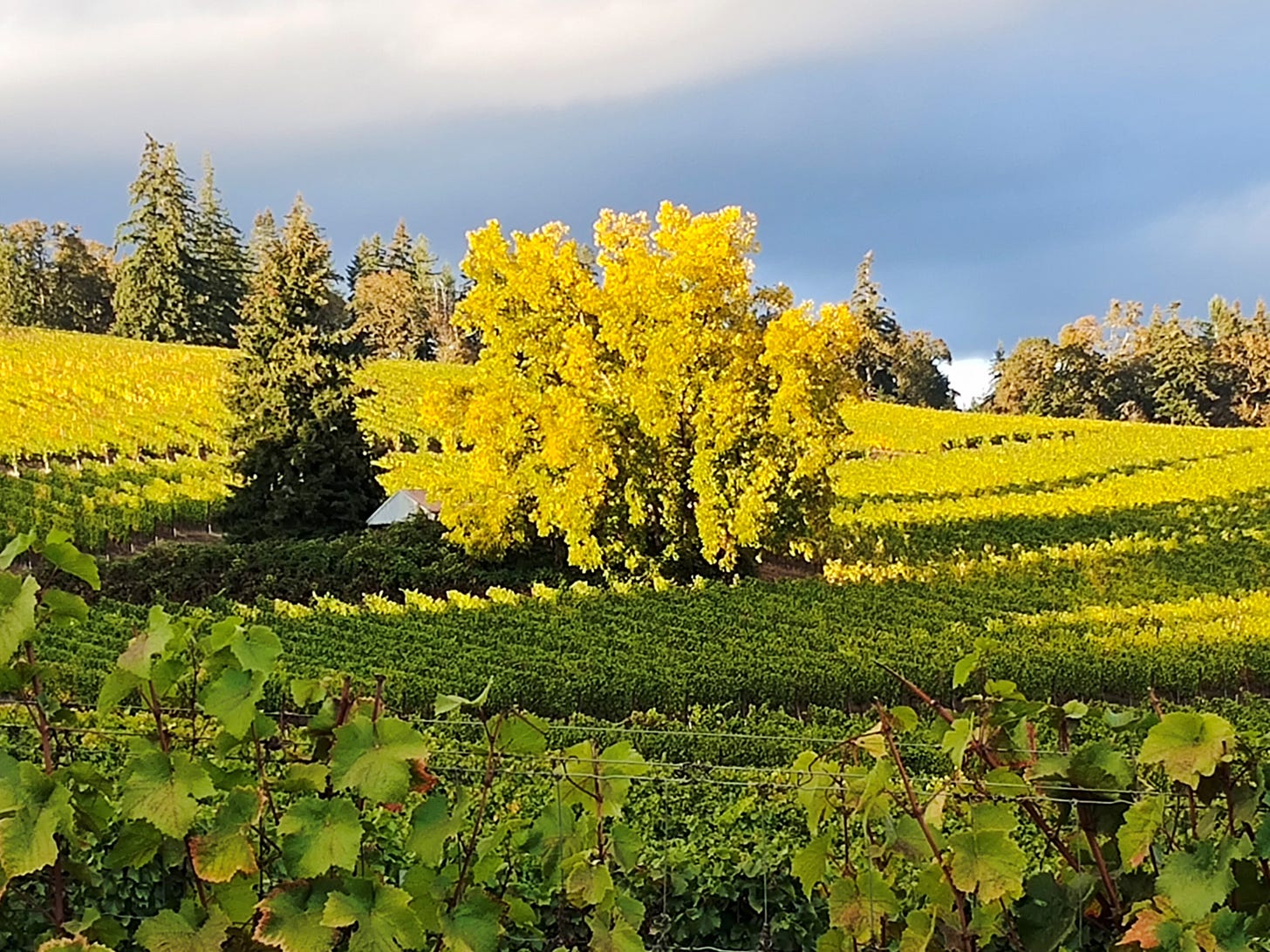 Our vibrant yellow walnut signaling it is time for harvest, prior vintage.