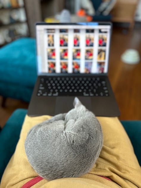 A photo of a cat on a bookshelf, cats on a char, and a sleeping cat on my map.