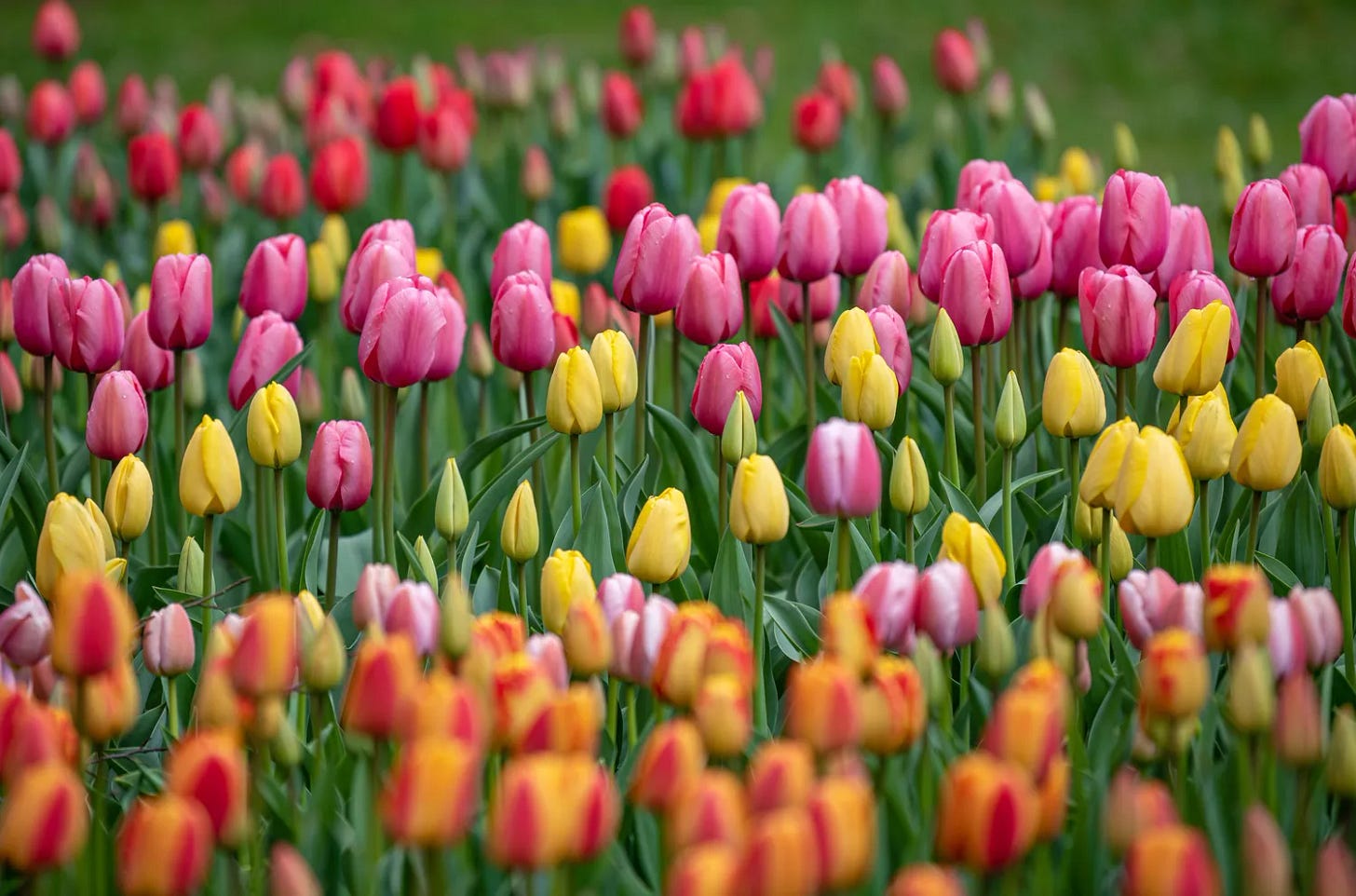 Darwin hybrid tulips with pink, yellow and bicolored flowers in garden