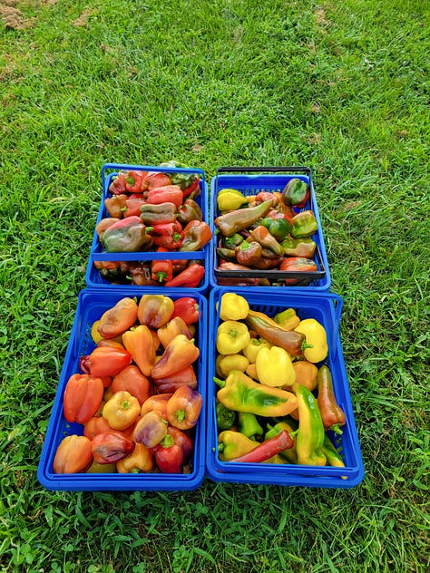 A collection of scenes around the farm this week