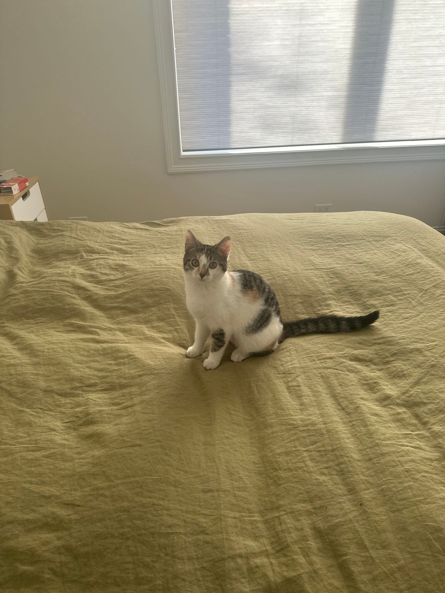 A five-month-old calico kitten sits on an olive-green bedspread. Soft light suffuses through the blinds. The kitten is looking at the camera inquisitively.