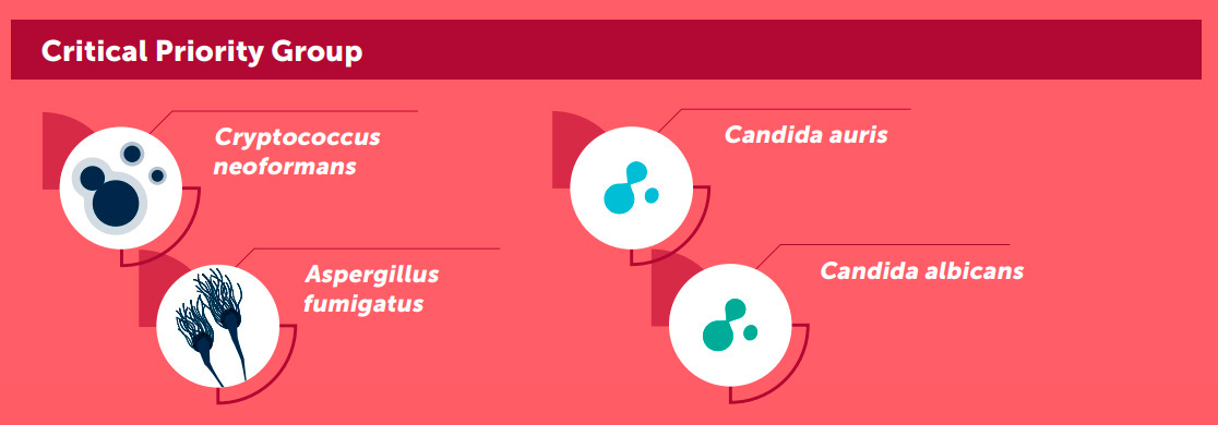 Infográfico da Organização Mundial da Saúde (OMS) com o título "Critical Priority Group" (Grupo de Prioridade Crítica). A imagem apresenta quatro patógenos fúngicos considerados de prioridade crítica para pesquisa e ações de saúde pública: Cryptococcus neoformans, Candida auris, Aspergillus fumigatus e Candida albicans. Cada nome é acompanhado por uma ilustração simplificada representando o respectivo fungo, sobre um fundo em tons de vermelho.