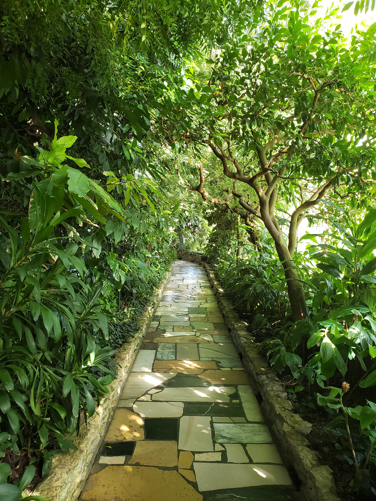 An uneven stoned path where the foliage grows together to create a canopy in the Palm Dome at Como Conservatory.