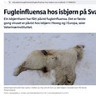 Bird Flu in Polar Bears? Yes, via PCR Tests Running 40-45 Cycles