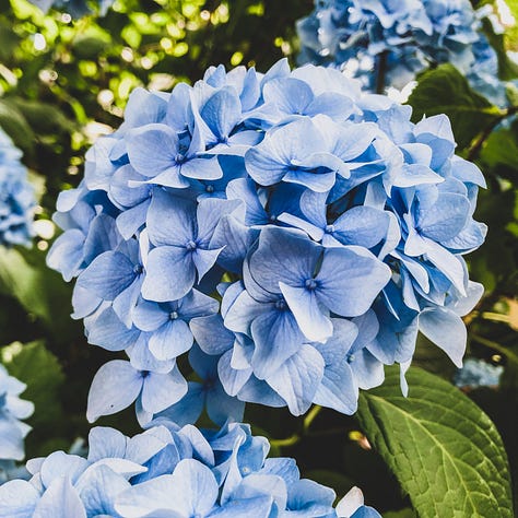 An assortment of flowers.