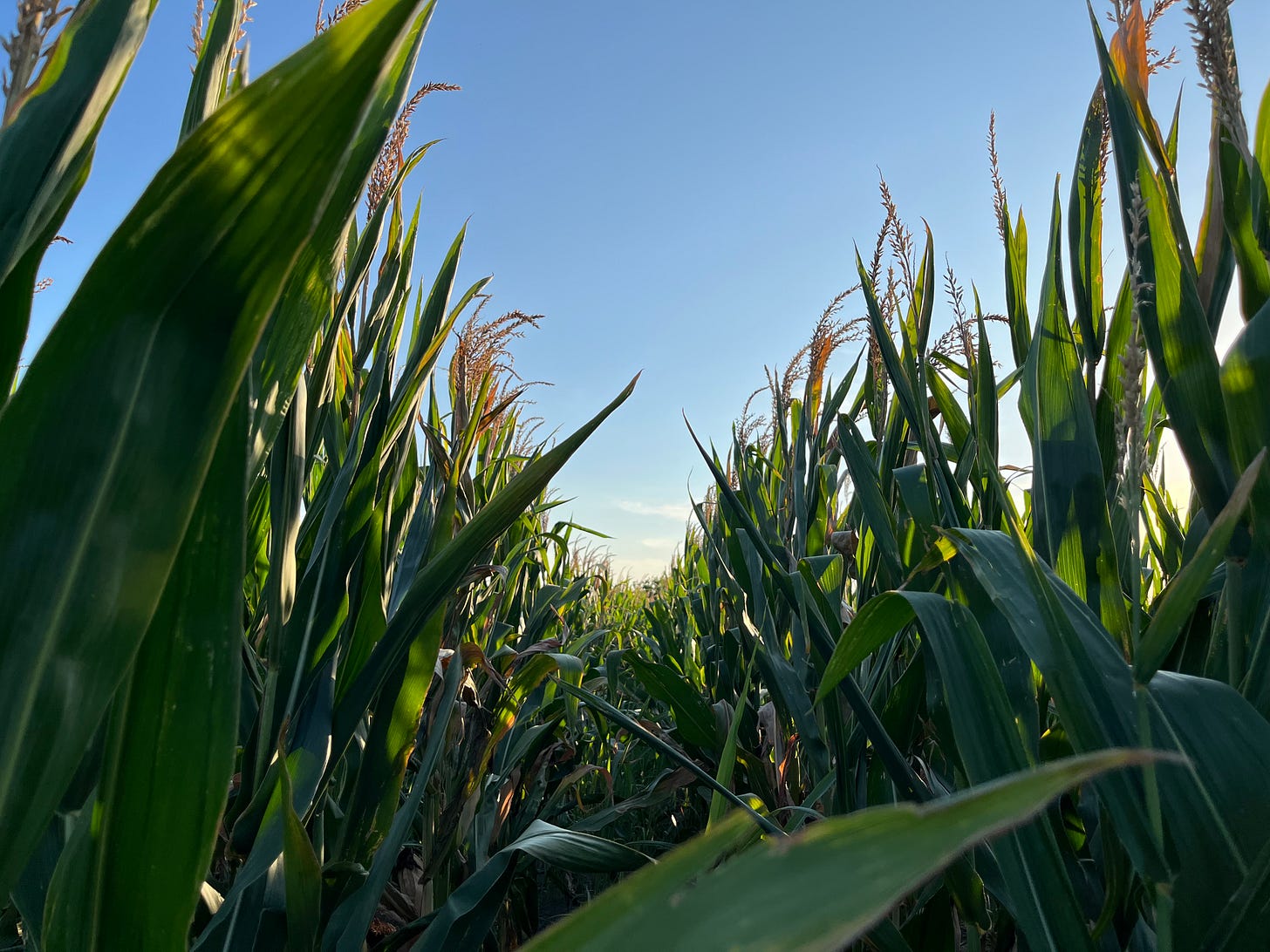 A lush, sun-drenched cornfield. Cornstalks intrude into the frame as the cornrow recedes into the distance. A lush, sun-drenched cornfield. Cornstalks intrude into the frame as the cornrow recedes into the distance.