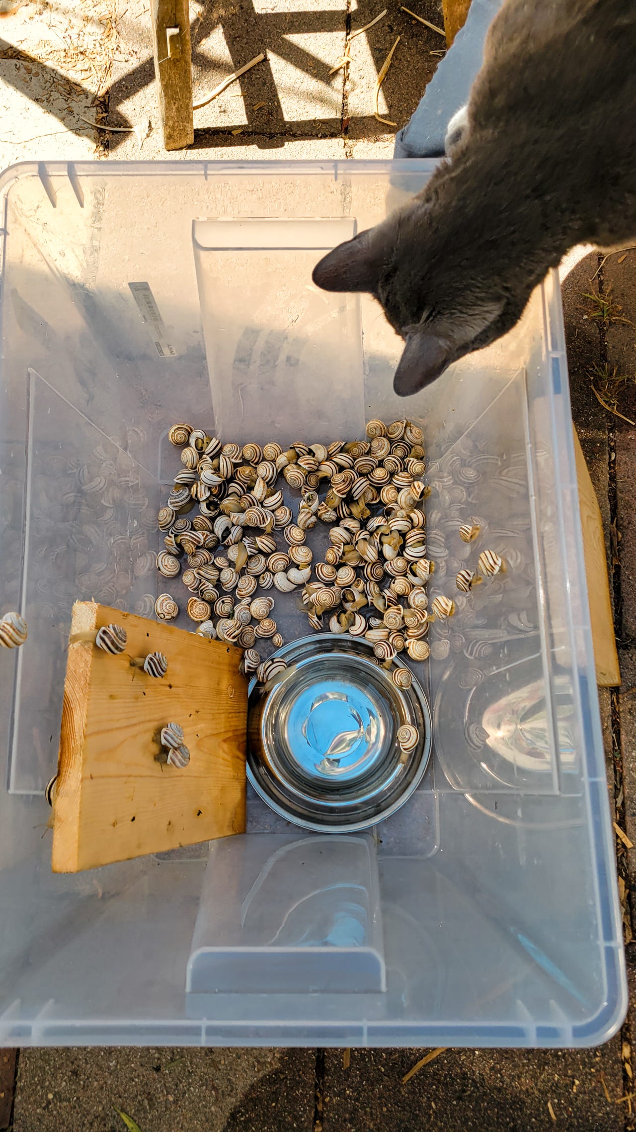cat looking at snails