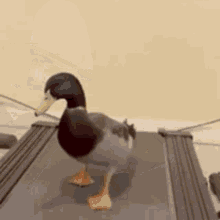 Ducks Walk GIFs | Tenor