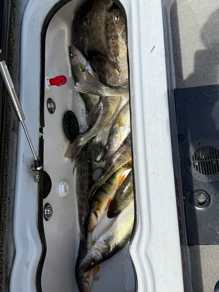 Wyoming walleye fishing is on fire!