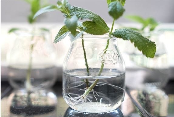 Spring of mint with new roots growing from the stem in a clear glass consol jar Spring of mint with new roots growing from the stem in a clear glass consol jar
