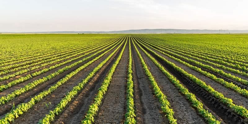 Monoculture pros and cons Monoculture pros and cons