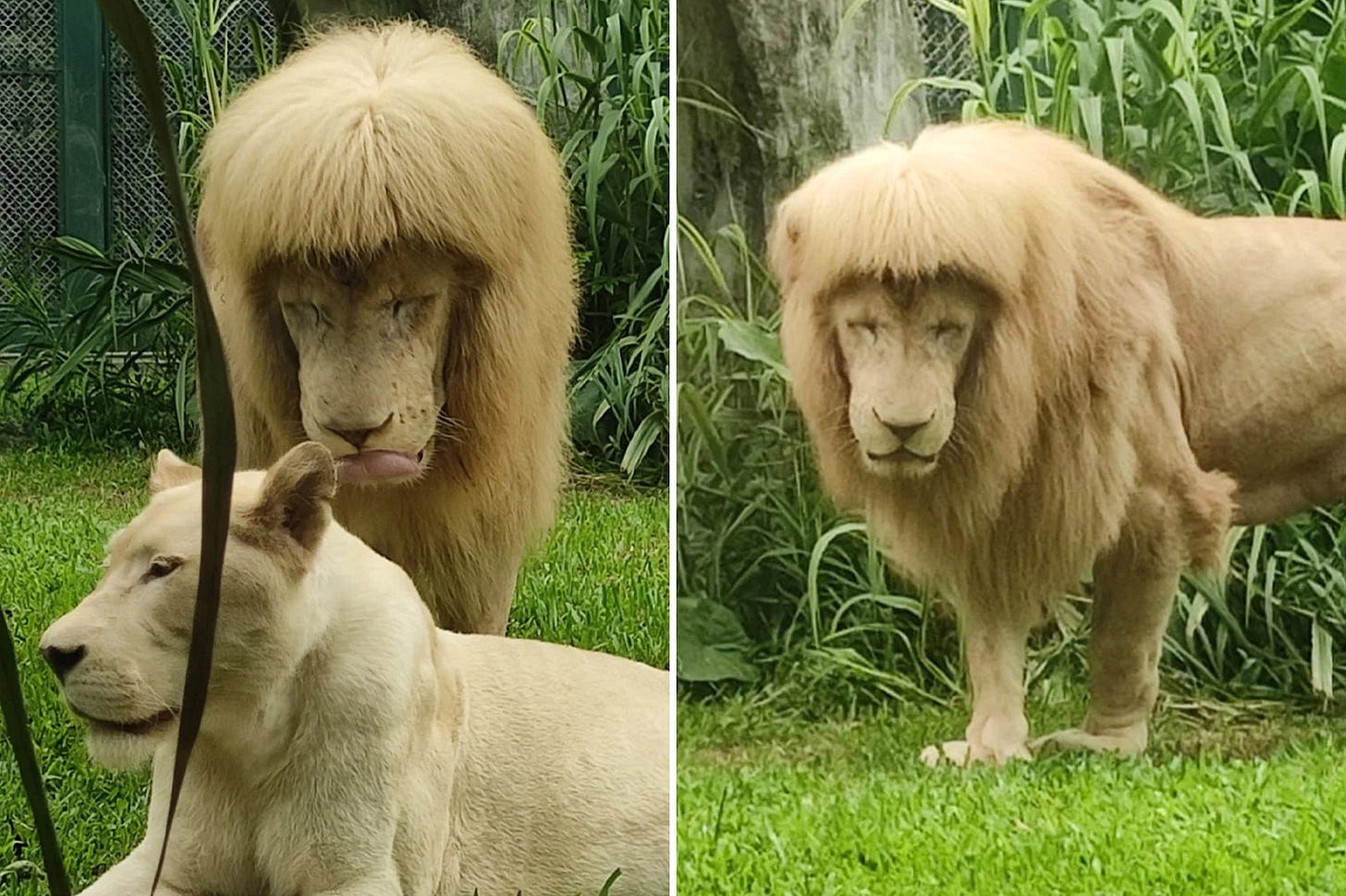Lion with 'mullet' forces zoo to deny Joe Exotic haircut: 'It's nature's magic' Lion with 'mullet' forces zoo to deny Joe Exotic haircut: 'It's nature's magic'