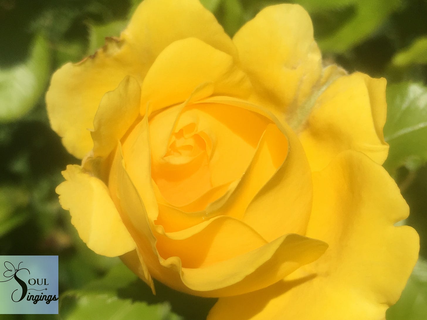 Glimpses of Glory:  Spiritual Encouragement for Caregivers