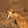 Un-Hackable Animal's Substack