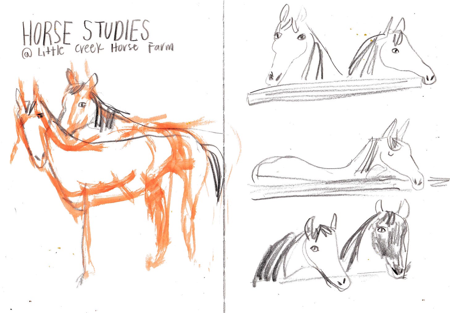 horse studies by beth spencer