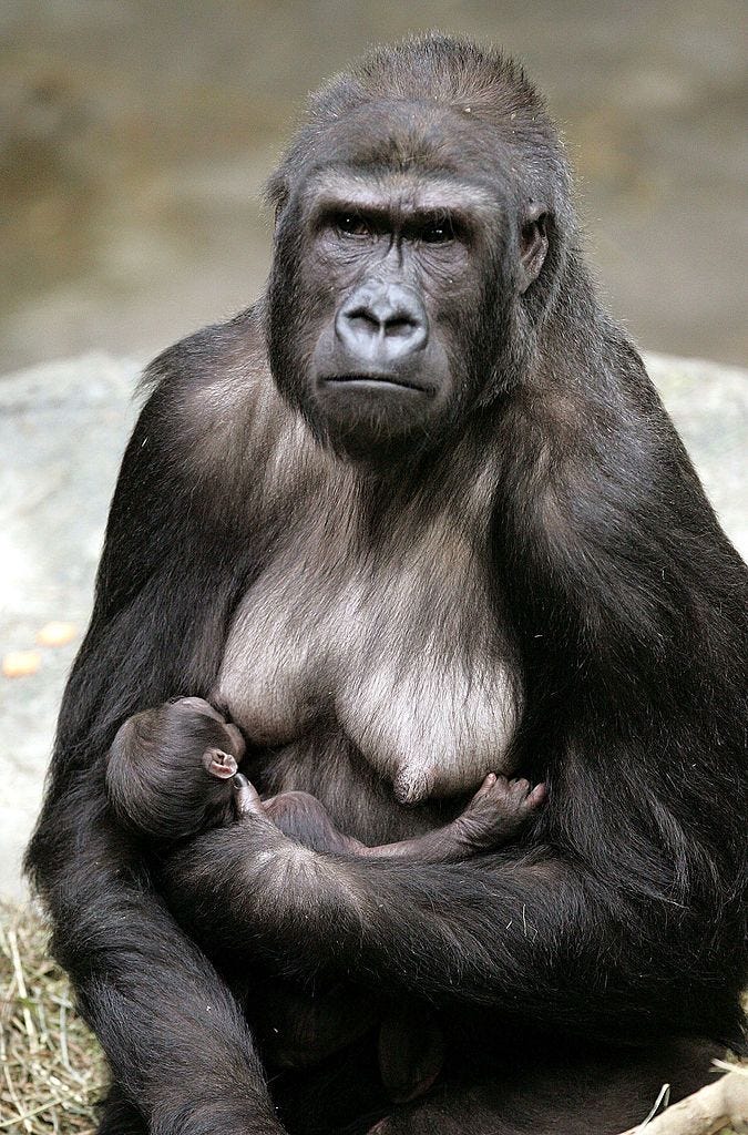 4e56a48785af47dffbe6c08afd905b93.jpg (675×1024)